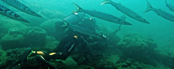 Tihomirja Makovca je pri delu  na Mljetu spremljala jata barakud. 