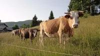 Lani je bilo  največ zanimanja za urejanje pašnikov. 