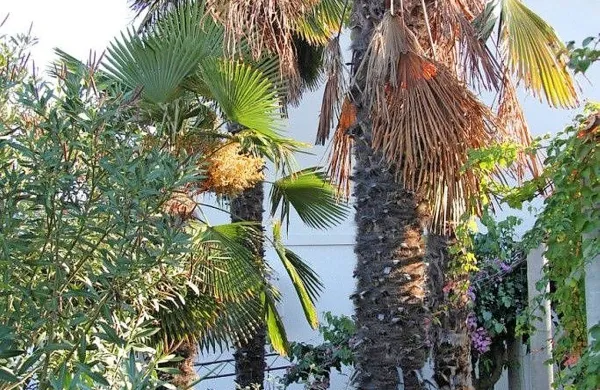 V Istri je palmov vrtač kritično posegel v število značilnih palm 
visoka žumara, ki sicer ni avtohtona vrsta v tukajšnjem 
prostoru.