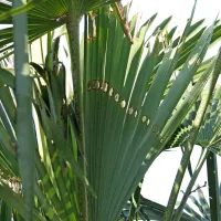 Zgodnja, zanesljiva znamenja napada palmovega vrtača, so 
značilno preluknjani listi.