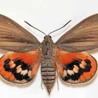 Palmov vrtač je metulj, ki izvira iz Južne Amerike.