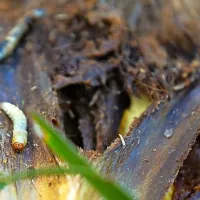 Izlegle gosenice se zavrtajo v listne peclje, v deblu delajo 
debele rove in ga razžirajo.