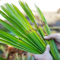 Zgodnja, zanesljiva znamenja napada palmovega vrtača, so 
značilno preluknjani listi.