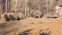 Mangalice, ki živijo v Boninih, je obiskal tudi veterinarski 
inšpektor in ugotovil, da jim ničesar ne manjka.