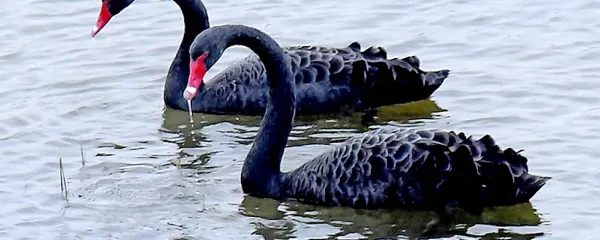 Črna laboda, fotografirana nedavno v Škocjanskem zatoku.