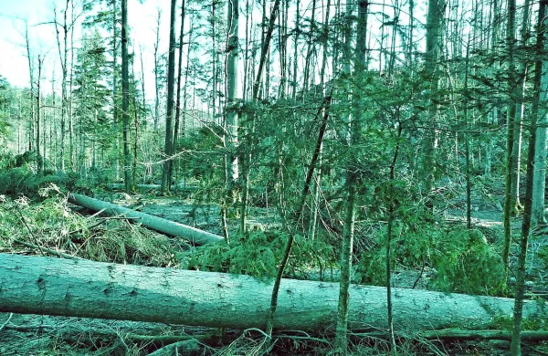 Že prej opustošen gozd v Rupah nad Idrijo po vetrolomu kaže 
še bolj žalostno podobo.
