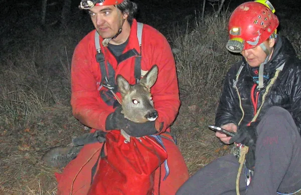 Preživelo srno so iz jame rešili Samo Milanič in Zdenka Žitko 
(na fotografiji) ter Edo Gregorčič. Zasluga za to pa gre 
Ludviku Husuju, ki je opazil v jami ujeto srno in poklical 
reševalce.