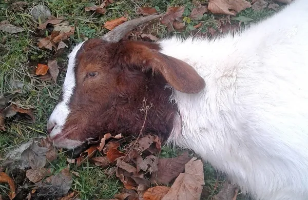 Rejci drobnice ob vse pogostejših napadih volkov obupujejo. 