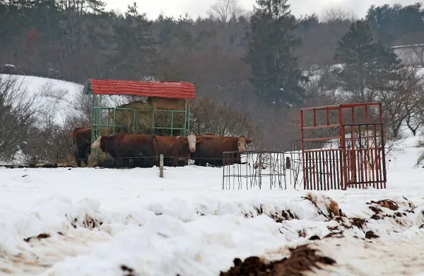 Krave so ostale brez gospodarja.