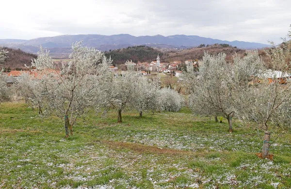 Burja v oljčniku v Vrtovinu obrača oljčne veje, da je videti, kot da 
so tudi drevesa zasnežena 