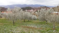 Burja v oljčniku v Vrtovinu obrača oljčne veje, da je videti, kot da 
so tudi drevesa zasnežena 