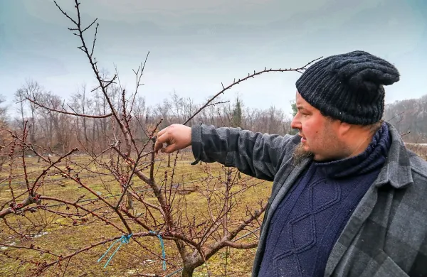 Peter Marc iz Planine pri Ajdovščini, ki ima enega večjih nasadov 
marelic v Vipavski dolini, se boji, da bo škoda zaradi pozebe 
velika.
