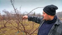 Peter Marc iz Planine pri Ajdovščini, ki ima enega večjih nasadov 
marelic v Vipavski dolini, se boji, da bo škoda zaradi pozebe 
velika.