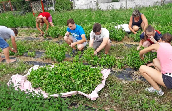 Udeleženci  programa Projektno učenje mlajših odraslih so se lani 
na  urbanem vrtu učili pridelave zelišč. 