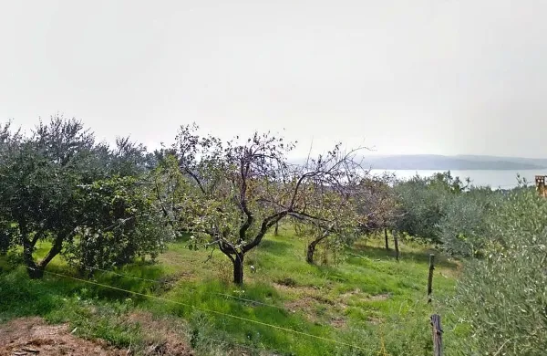 Oljčnik, ki ga že desetletja obdeluje družina Srebrnič, se nahaja na 
edinstveni lokaciji z razgledom na morje.