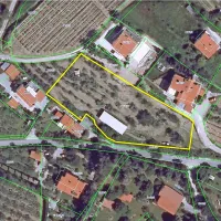 Z rumeno črto je označena parcela, na kateri imajo Srebrničevi 
trajni nasad oljk.