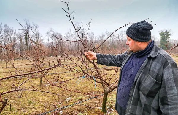 Šele ko bodo pognali plodovi, bo mogoče natančneje oceniti 
škodo pozebe v sadovnjakih.