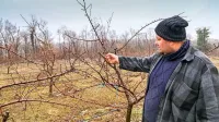 Šele ko bodo pognali plodovi, bo mogoče natančneje oceniti 
škodo pozebe v sadovnjakih.