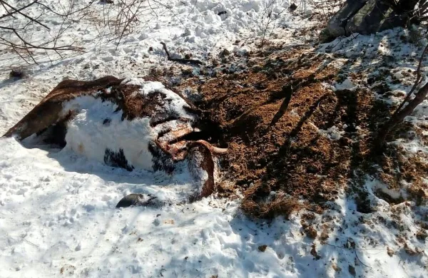 Kadaver goveda v snegu, ki ga je fotografiral eden od pohodnikov.
