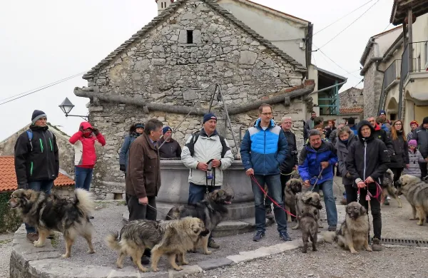 Kraški ovčarji so se predstavili v Štanjelu. 