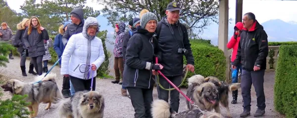 Tudi v Ferrarijevem vrtu so se sinovi burje dobro počutili.