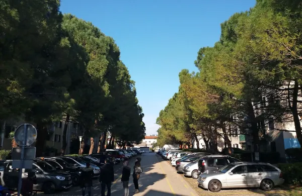 Drevored pinij na Ulici Osvobodilne fronte v Izoli.