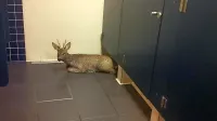 Po plavalnem podvigu se je mladi srnjak zatekel v javne sanitarije 
na koprski tržnici.