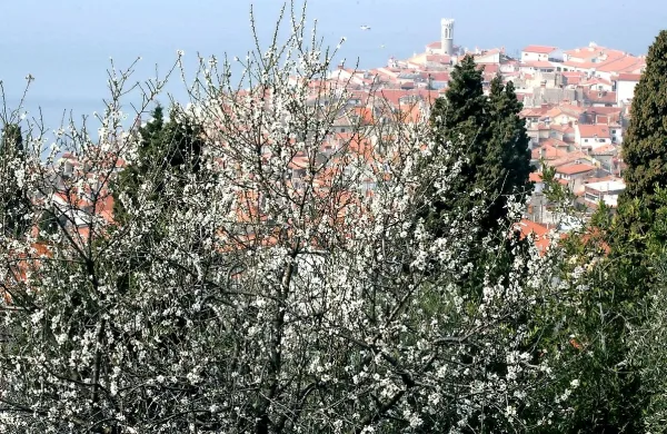 Omejitve gradenj v piranski občini še ni na vidiku