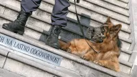V  sodelovanju  s koprskimi policisti vodniki službenih psov   so  
preiskali  stanovanjske  in  druge  prostore,  ki  jih uporablja  osumljeni v Piranu.
