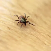 Ko klop zleze na človeka, poišče najnežnejši del kože, da se 
prisesa. 