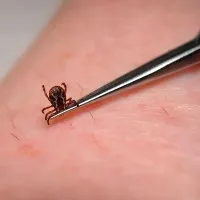 Klopa moramo takoj previdno odstraniti s posebno pinceto. 