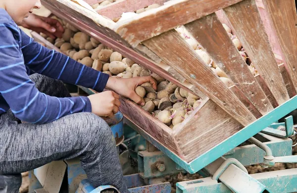 Zgodnji krompir so pridelovalci običajno  sadili že v začetku marca, 
letos pa se je to opravilo zamaknilo za dober mesec. 
