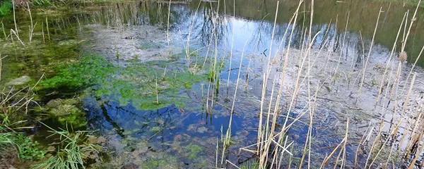 V sklopu projekta ohranjanja habitatov na območju Nature 2000 
bodo obnovili tudi kal v Rodiku in zagotovili naravno okolje za 
dvoživke.  