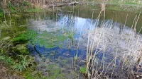 V sklopu projekta ohranjanja habitatov na območju Nature 2000 
bodo obnovili tudi kal v Rodiku in zagotovili naravno okolje za 
dvoživke.  