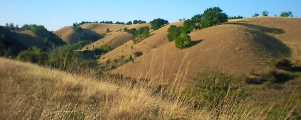 Ozelenela Deliblatska peščara še vedno nosi pečat puščave