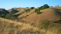 Ozelenela Deliblatska peščara še vedno nosi pečat puščave