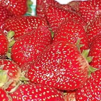 Alergija na jagode je dokaj pogost pojav. 
