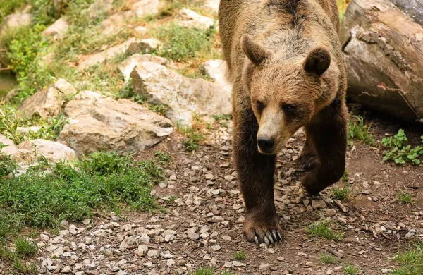 Populacija medveda naj bi se zelo povečala zaradi premajhnega 
odstrela pred dvema letoma. 