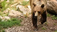 Populacija medveda naj bi se zelo povečala zaradi premajhnega 
odstrela pred dvema letoma. 