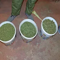 Policisti so  našli  plastične posode,  polne  posušenih vršičkov. 