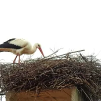 Štorklja, verjetno gre za samca, se je vrnil v gnezdo v Pivki. Zdaj ga 
ureja, da se mu bo pridružila še družica. 