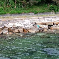 Včeraj so službe za varovanje morja opazile, da je nesnaga 
priplavala do skalometa med Koprom in Izolo, od koder jih bodo 
v prihodnjih dneh odstranili.