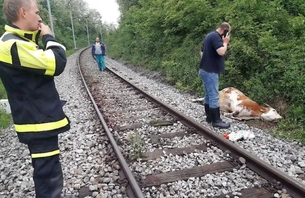 Prečkanje železniške proge je bilo včeraj zjutraj usodno za tri 
krave.