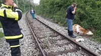 Prečkanje železniške proge je bilo včeraj zjutraj usodno za tri 
krave.