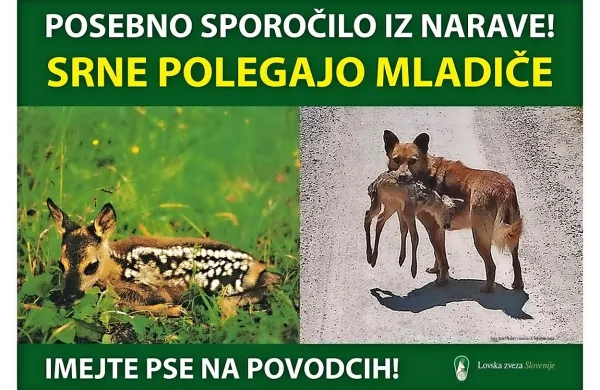Medvedka le 300 metrov od hiš