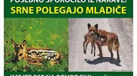 Medvedka le 300 metrov od hiš