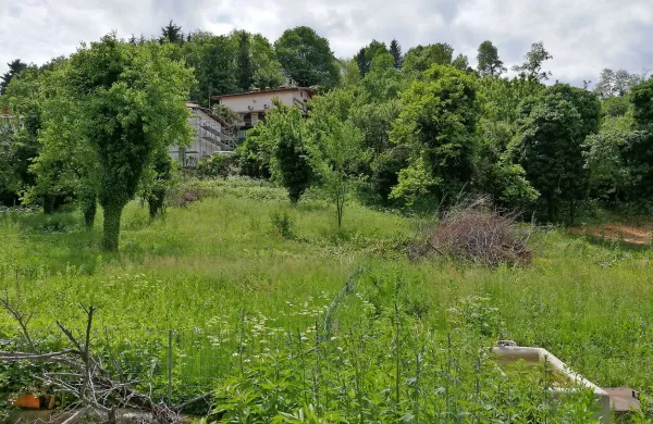 Zaraščeni prostor pod Kostanjevico bo morda dobil nov namen.