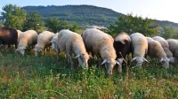 Dobrodošlo bi bilo, če se  hišni ljubljenčki ne bi prosto sprehajali  mimo ograjenih pašnikov.