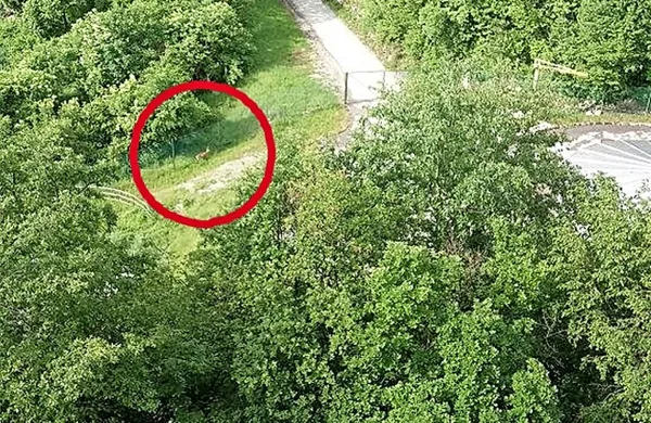 Pogled na območje črpališča in srno za njegovo ograjo z okna 
stanovanjskega bloka na Slavniški cesti v Hrpeljah.  