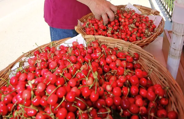 Češnje se te dni v Goriških brdih prodajajo po 6,5 evra za kilogram.